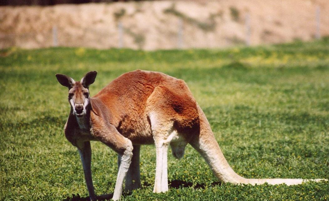 Austrálie - klokan
